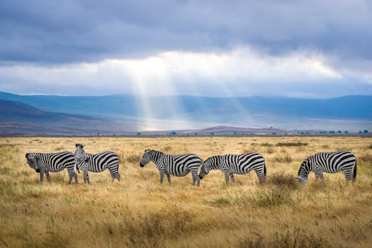 Top Five Luxury Safari Experiences in Africa