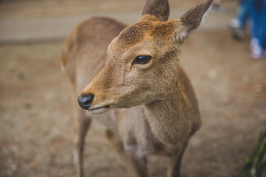 Discovering Rare and Hidden Wildlife Sanctuaries